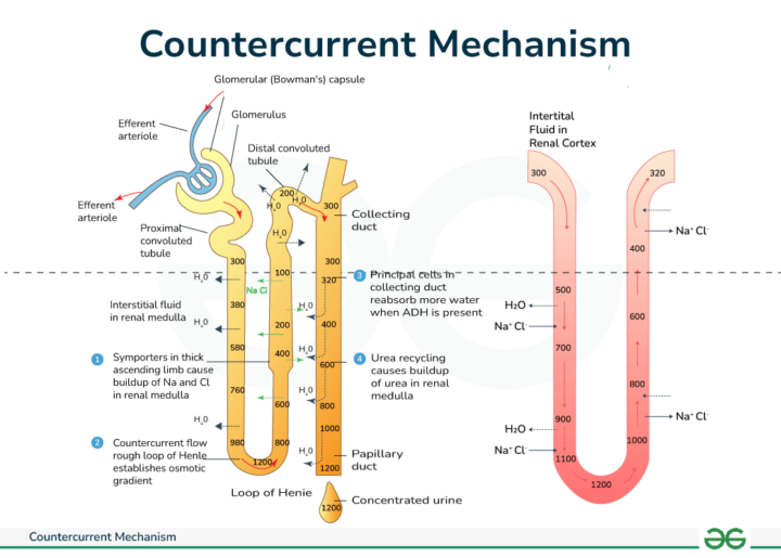 Countercurrent Multiplier Mechanism 