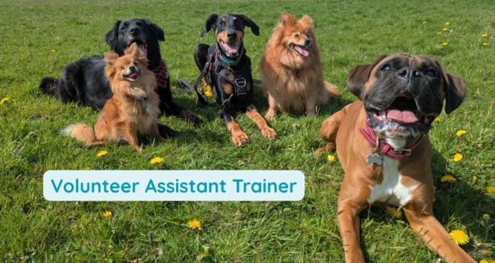 Volunteer Assistant Trainer