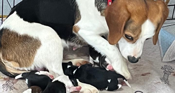 Dog Breeding & Puppy Care