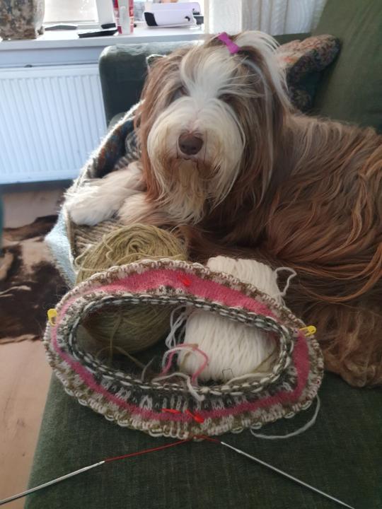 Tijd om de hond uit te laten🐕