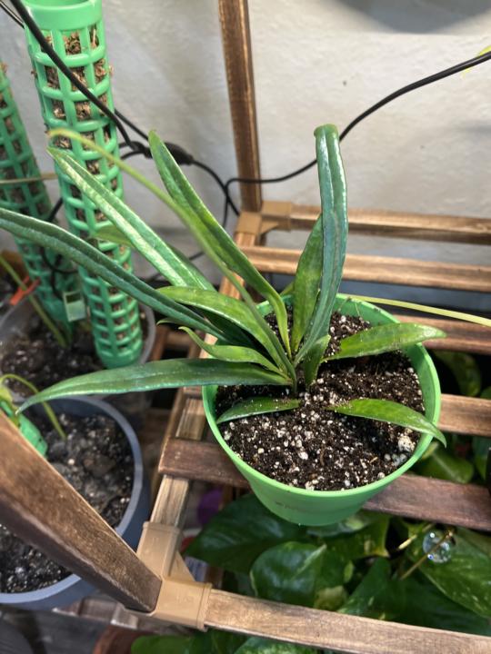 ✨ Leaf Love & Little Luxuries