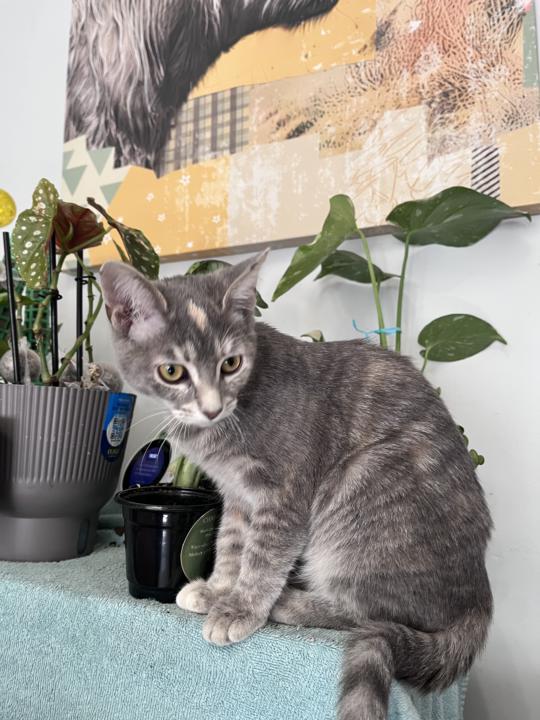 🌿 Meet the Rooted Rituals Crew