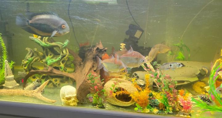 Kellys fish and fish tank.