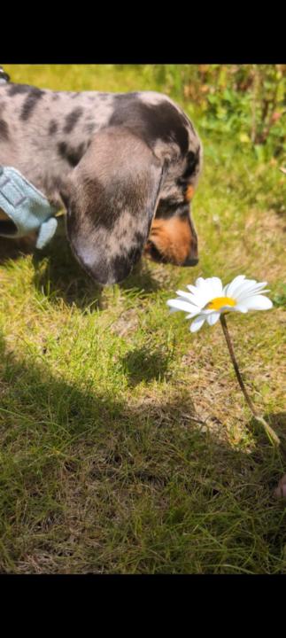 Debbie Pryce-shepherd