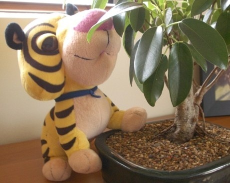 Schnubert von Turkleberry