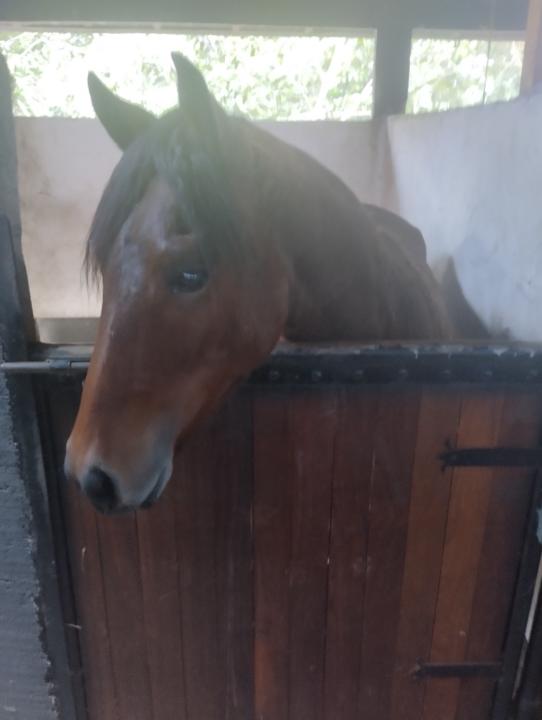 Santiago Arbeláez Guzmán