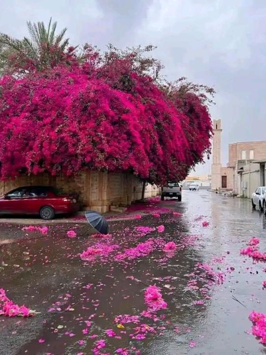 El-yousfi Asmae
