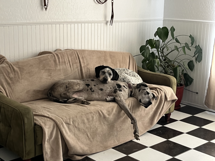 Pet Portrait Wall
