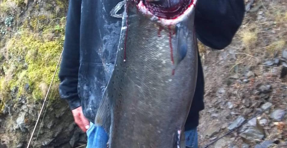 Salmon/steelhead fishing