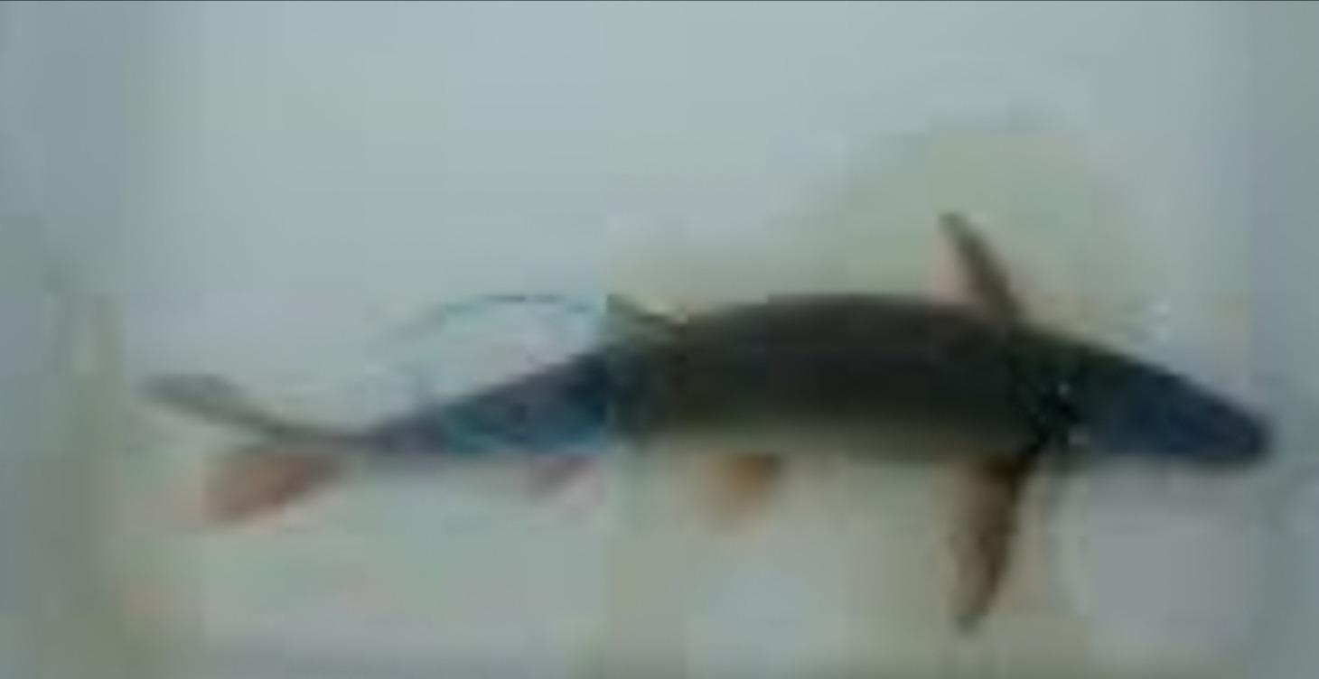 Tagged fish maps mcnarry dam only