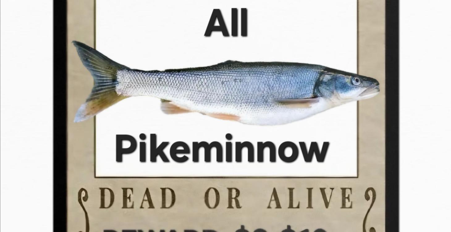 Pikeminnow fishing 101