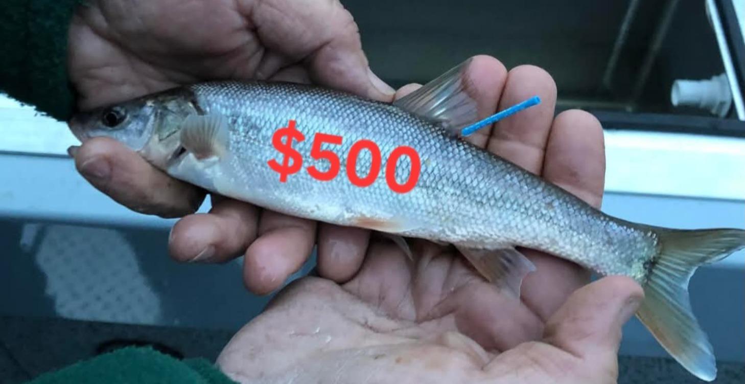 Tagged fish maps Bonneville only