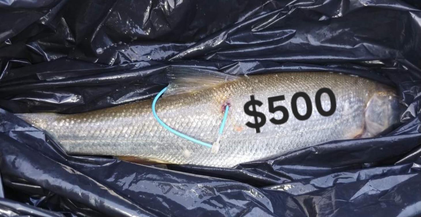 Maps to Top Pikeminnow spots