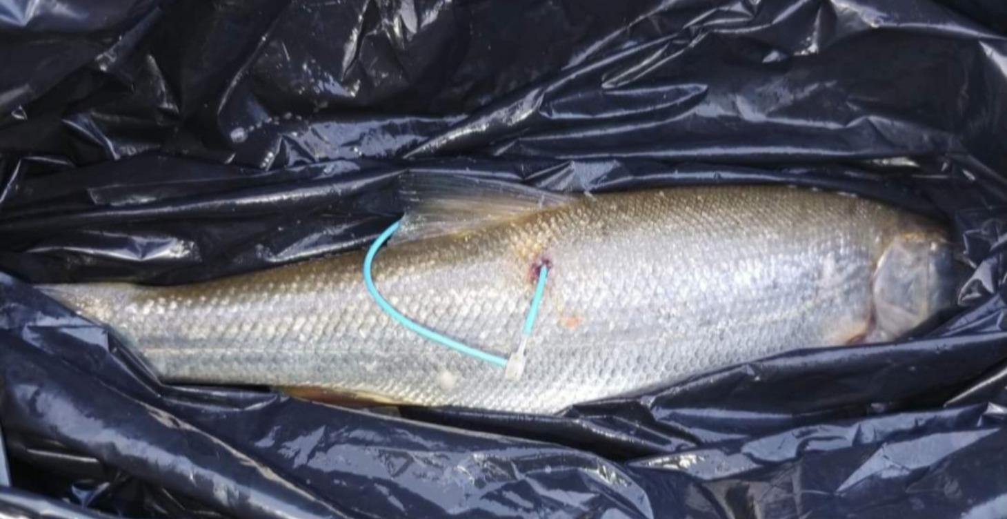 Guaranteed tagged fish snake river only