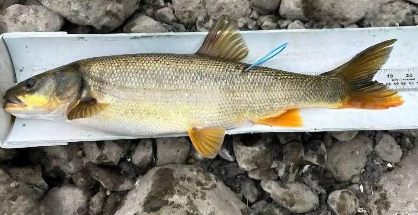 Guaranteed tagged fish spots cathlamet only