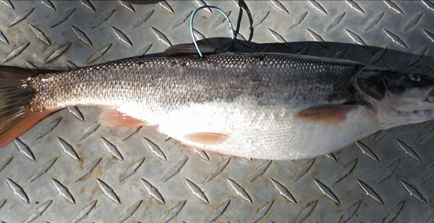 Guaranteed tagged fish spots tricities only