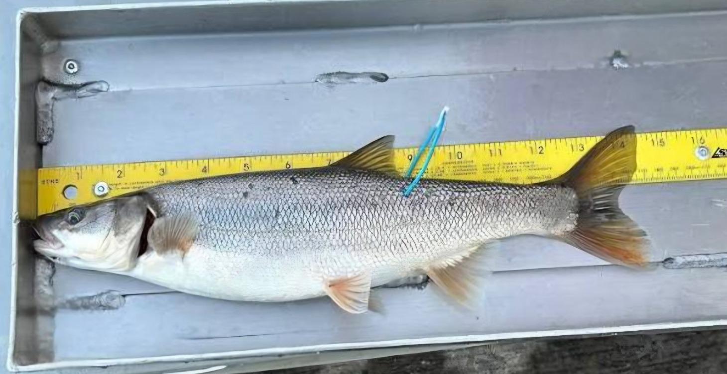 Guaranteed tagged fish spots portland only