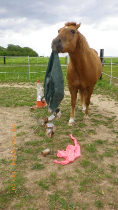 Annette Dokoupil-Gutensohn