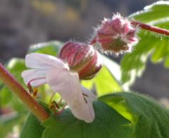 Донка Пенчева