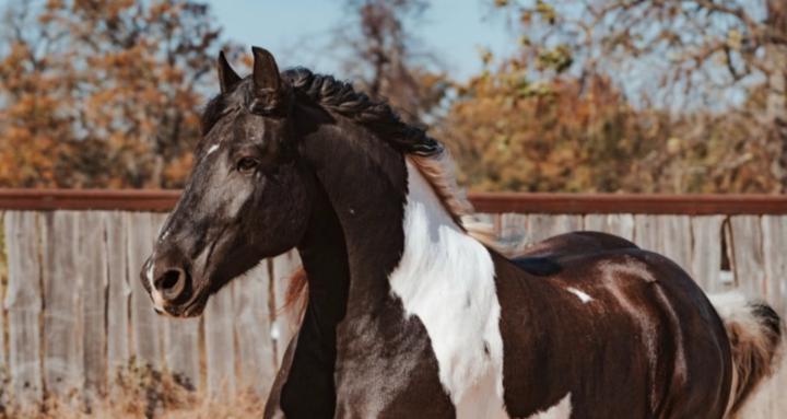 Holly Huffaker Horsemanship