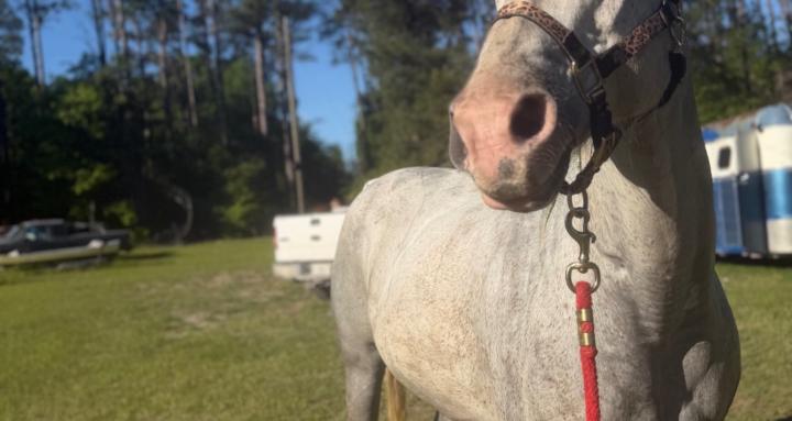 Equine Life