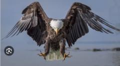 Christopher Christie