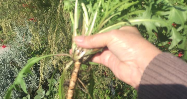 Herb Skool by Denise