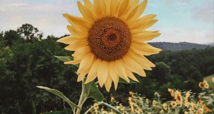 Sunflower Club