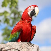 Bernhardus Maria Polz