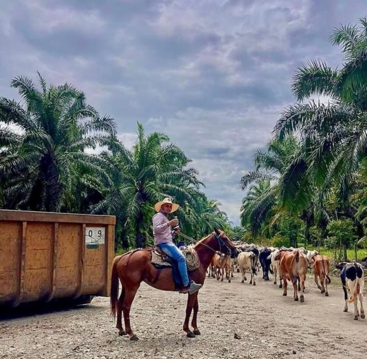 Jose luis Castiblanco vargas