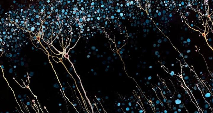 The BRAIN Protocol