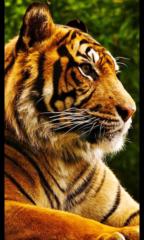 Ивелина Стоянова