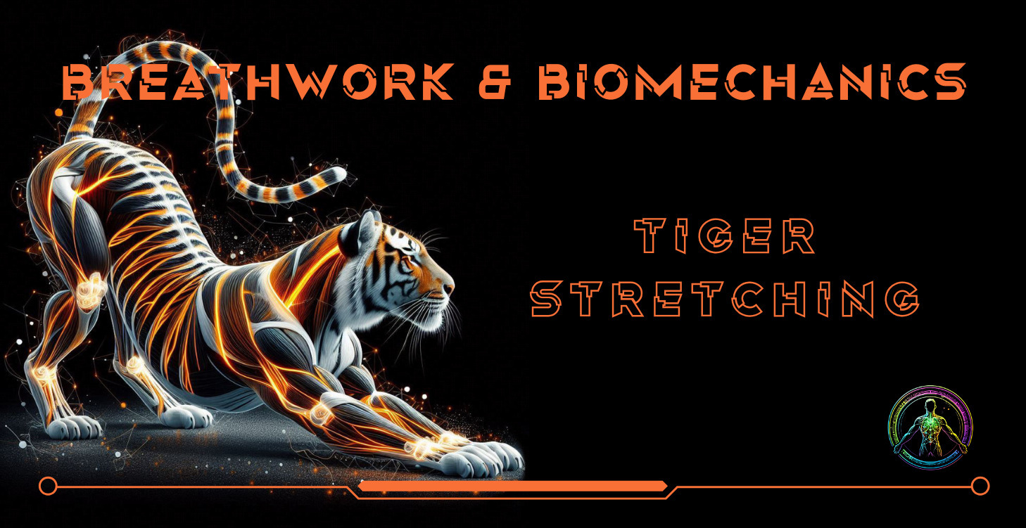 TIGER STRETCHING 1:1