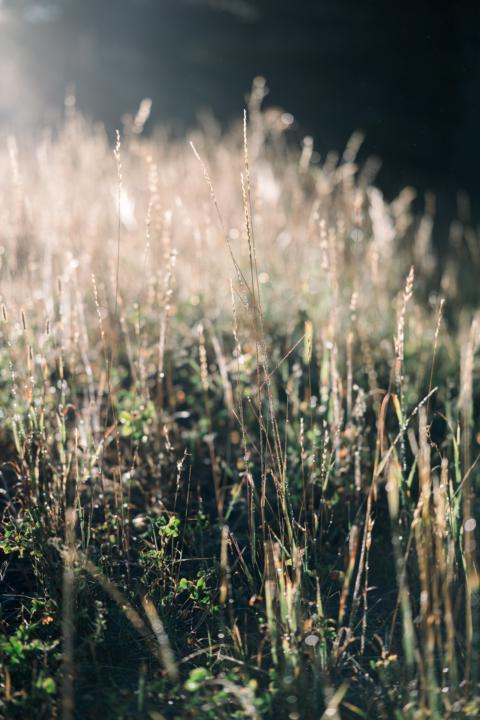 Just released a core meditation in The Sanctuary Classroom 
