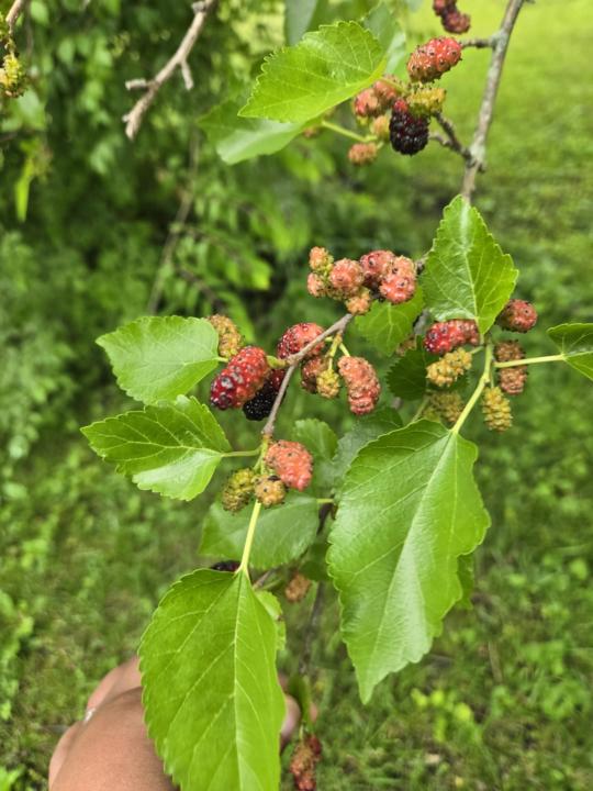 Harvest local and cook with the ancestors