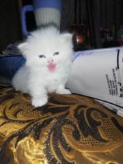 Bushra Aslam
