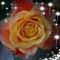 Corine Geusebroek