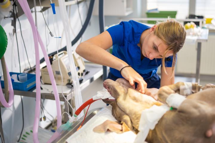Live Discussion on Vet Professional Ergonomics?