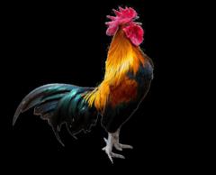 Ronard Escleto