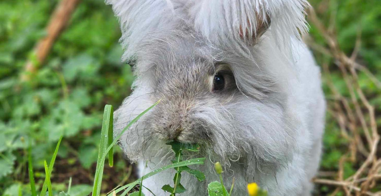 Common mistakes for first time rabbit owners