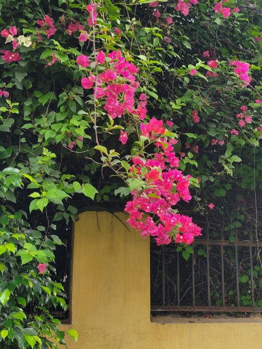 Vasudha Grover