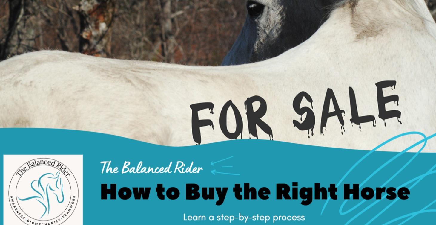 How To Buy The RIGHT Horse For YOU