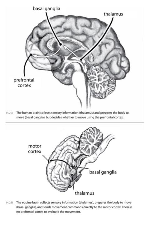 The Horse's Brain 🧠