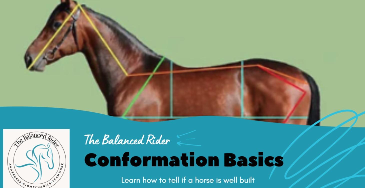 Conformation Basics