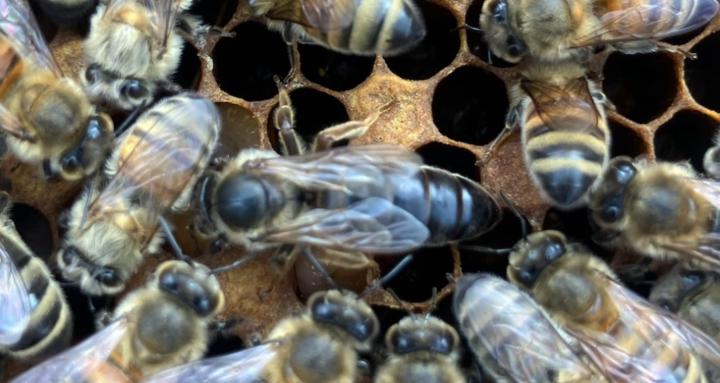 The Beekeeper's Porch Swing