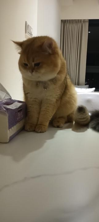 芳瑜 葉