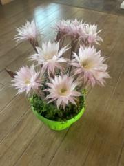 Vanessa Rodríguez Saldías