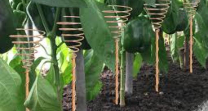 Alternative gardening