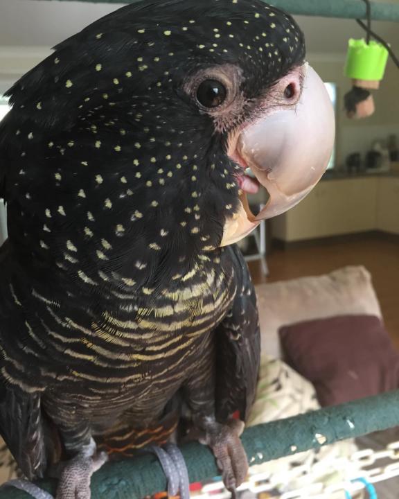 Hi