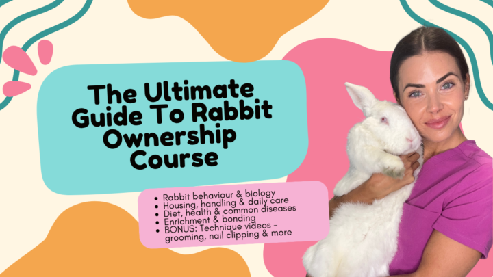 Rabbit Course Launch - SAVE 25%